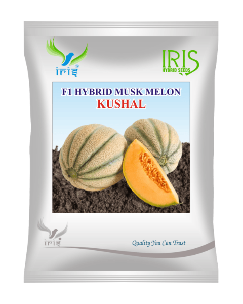 Iris Hybrid F1 Musk Melon Kushal Muskmelon Seeds