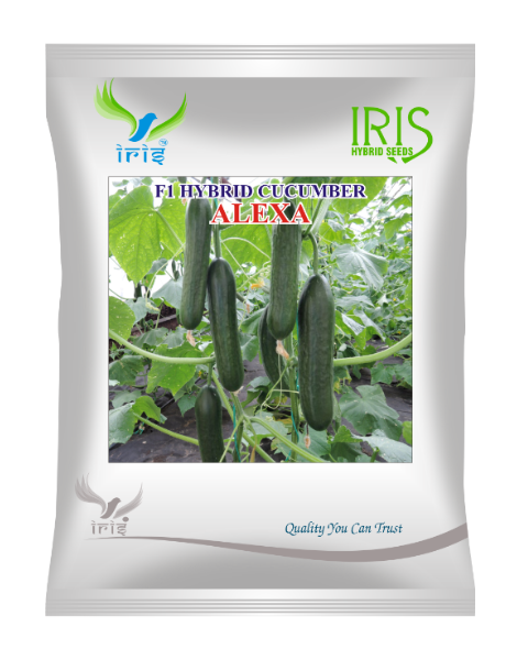 Iris Hybrid F1 Cucumber Alexa Cucumber Seeds