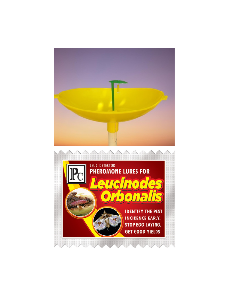 Pheromone Water trap with leucinodes orbanalis Lure ( Brinjal fruit and shoot borer ) - 10pack