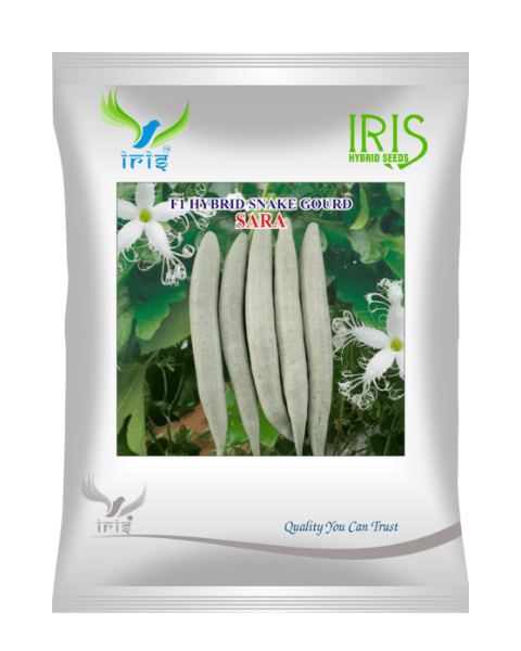 Iris Hybrid F1 Snake Gourd Sara Snake Gourd Seeds