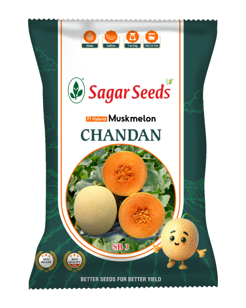 SAGAR CHANDHAN F1 MUSKMELON