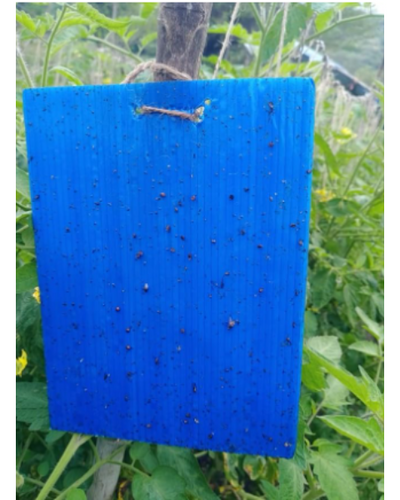 Tapas Blue Eco Sticky Trap A5 Size – Thrips & Leaf Miner Control