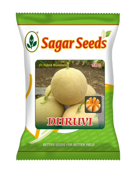 Sagar Dhruvi F1 Muskmelon Seeds