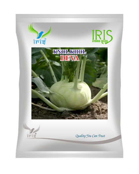 Iris DEVA Knol Khol Seeds