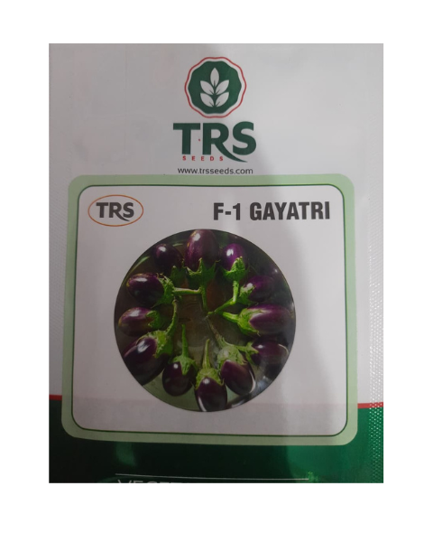 Gayatri F1 Brinjal Seeds