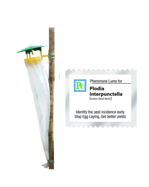 Pheromone trap with Plodia interpunctella Lure - 10pack