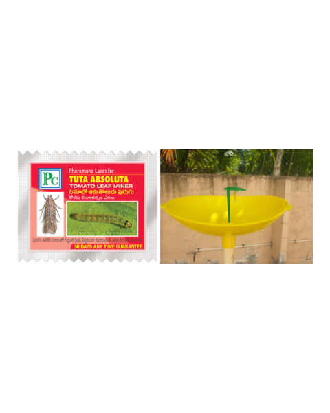 Pheromone Water trap with Tuta absoluta Lure (Tomato leaf miner) - 10pack