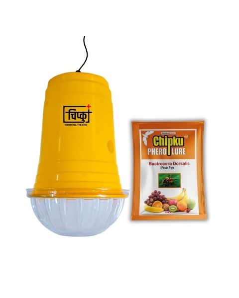 Chipku Glass + Fruit Fly Lure