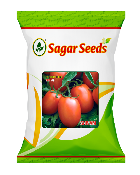 Sagar Shivam F1 Tomato Seeds