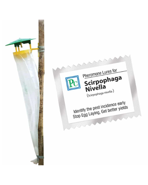 Pheromone trap with Scirpophaga nivella Lure (White rice moth) - 10pack