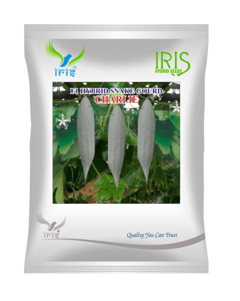 Iris Hybrid F1 Snake Gourd Charlie Snake Gourd Seeds