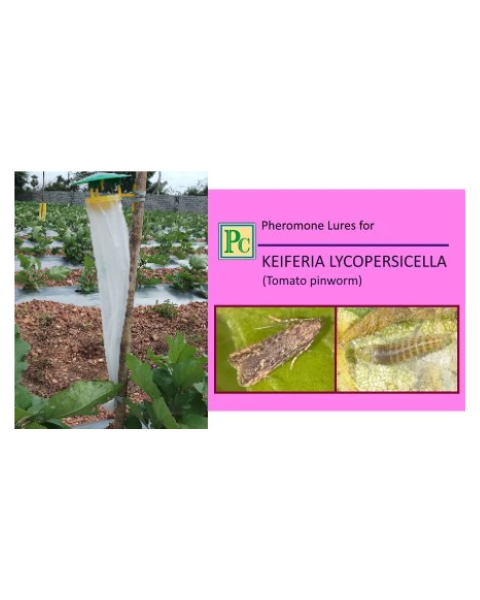 Pheromone trap with Keiferia lycopersicella Lure(Tomato Pinworm) - 10pack