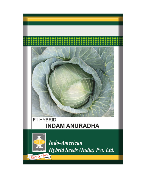 INDAM ANURADHA CABBAGE