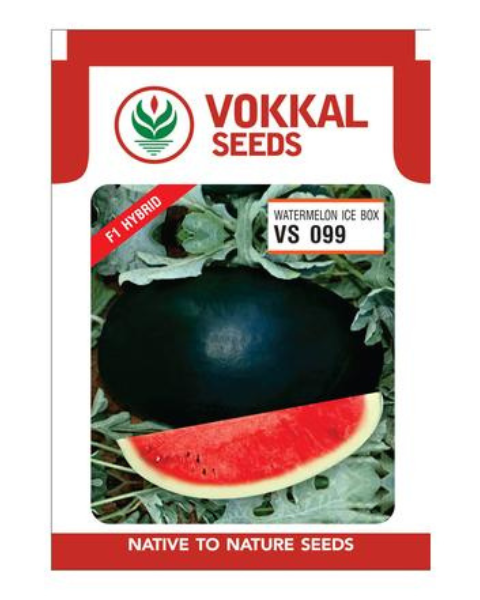 VOKKAL VS 099 - WATERMELON