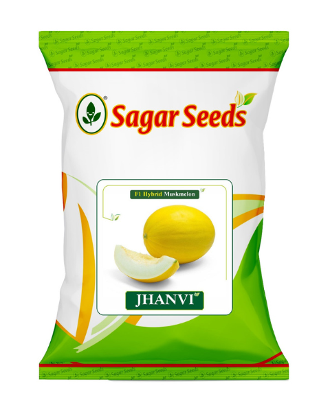 Sagar Jhanvi F1 Muskmelon Seeds