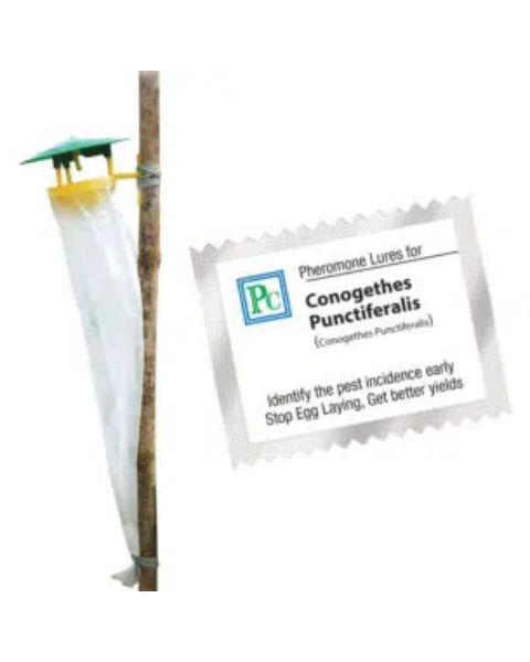 Pheromone trap with Conogethes punctiferalis Lure- 10pack