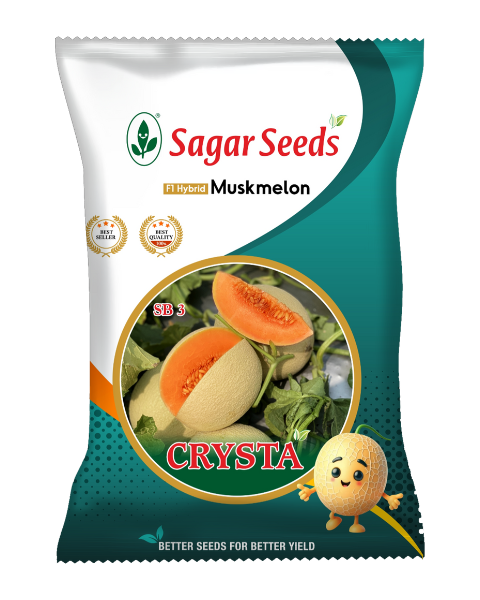 SAGAR CRYSTA F1 MUSKMELON