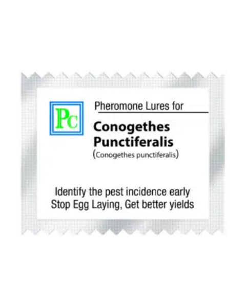 Pheromone Replacement lures for Conogethes punctiferalis - 10pack