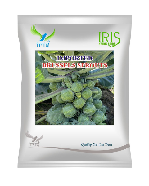 Iris Imported Brussel Sprout Seeds