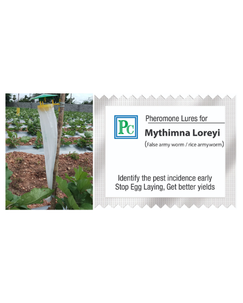Pheromone trap with Mythimna loreyi Lure (False armyworm) - 10pack