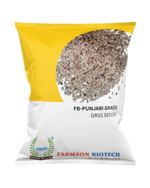 FB-PUNJABI GRASS Forage Seeds