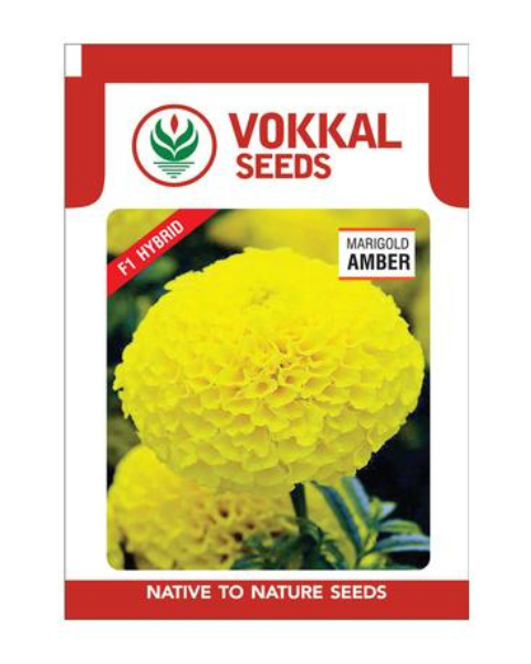 VOKKAL MARIGOLD - AMBER SEEDS