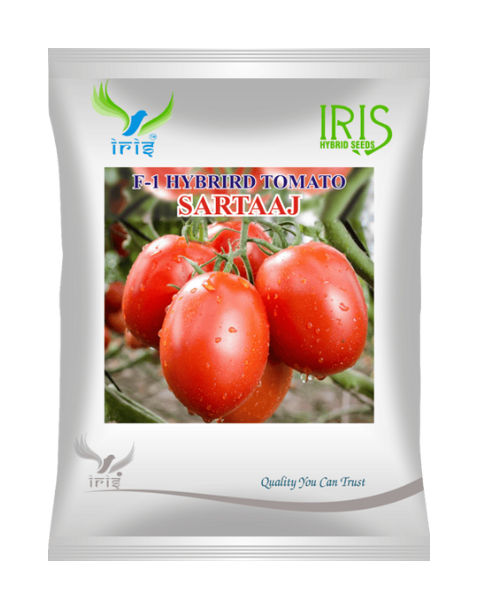 Iris Hybrid F1 Tomato Sartaaj Tomato Seeds