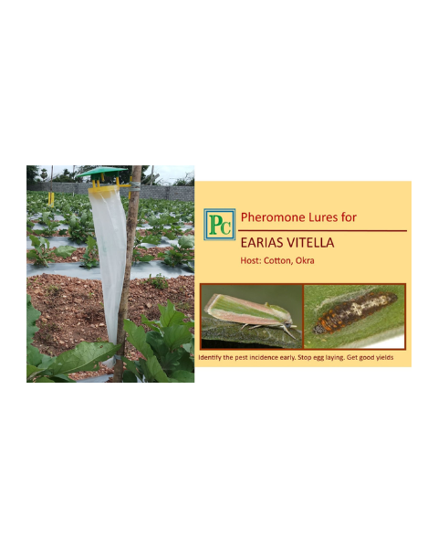 Pheromone trap with Earias vitella Lure(Spotted bollworm) - 10pack