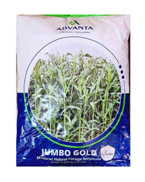 Jumbo Gold Multicut Hybrid Forage Seeds