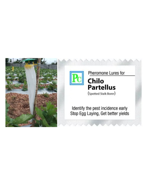 Pheromone trap with Chilo partellus Lure( Spotted stalk Borer ) - 10Pack