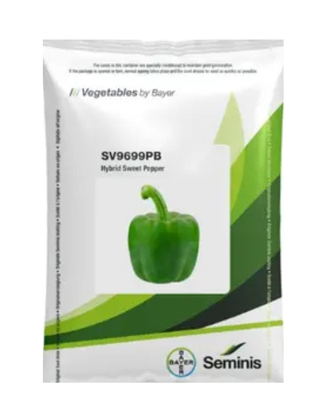 SV9699PB Hybrid Capsicum Seeds