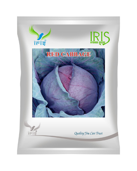 Iris Imported Red Cabbage Seeds