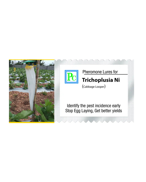 Pheromone trap with Trichoplusia ni Lure (The cabbage looper) - 10pack