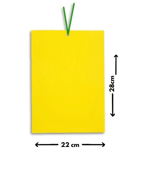 Chipku 22 * 28 cm Yellow PVC  Pack of 10