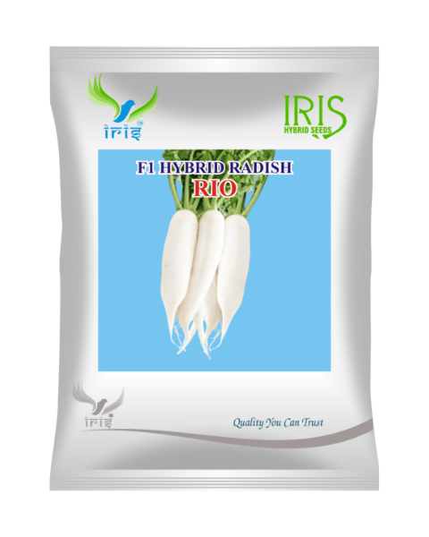 Iris Hybrid F1 Radish Rio Radish Seeds