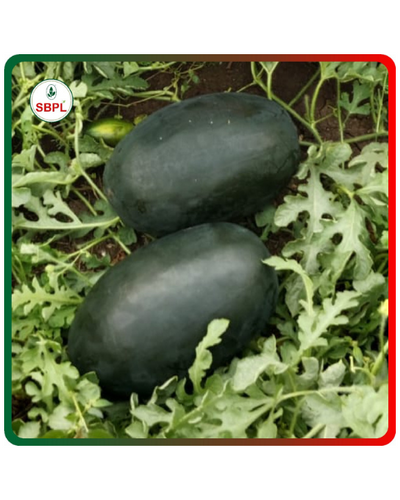 Sagar Shaktimaan F1 Hybrid Watermelon Seeds