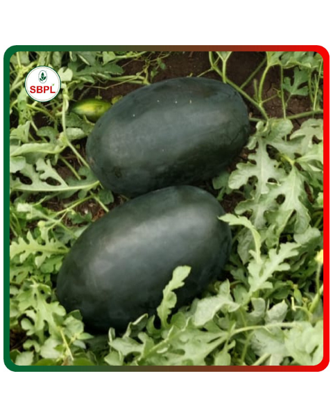 Sagar Shaktimaan F1 Hybrid Watermelon Seeds