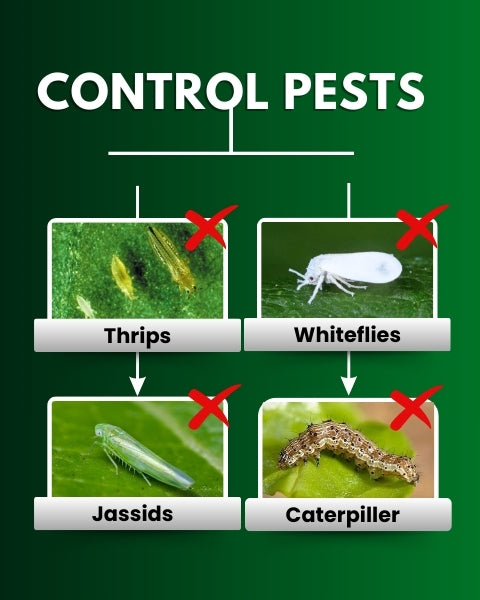 Katyayani Triple Attack Powder (Verticillium Lecanii + Beauveria Bassiana + Metarhizium Anisopliae) Bio Insecticides