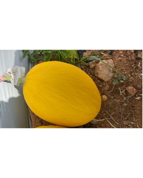 Sagar Jhanvi F1 Muskmelon Seeds