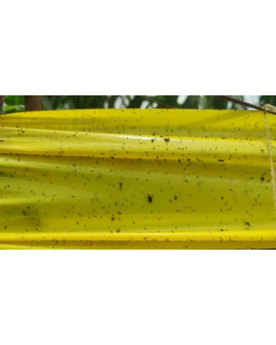Tapas Yellow Sticky Roll (30cm×100m) - IPM Trap for Whiteflies, Aphids, Jassids & More