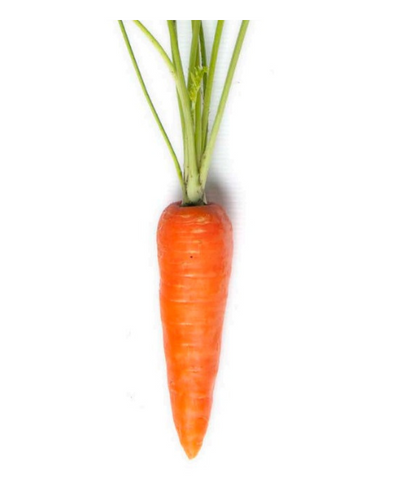 Sagar Kuroda Carrot Seeds