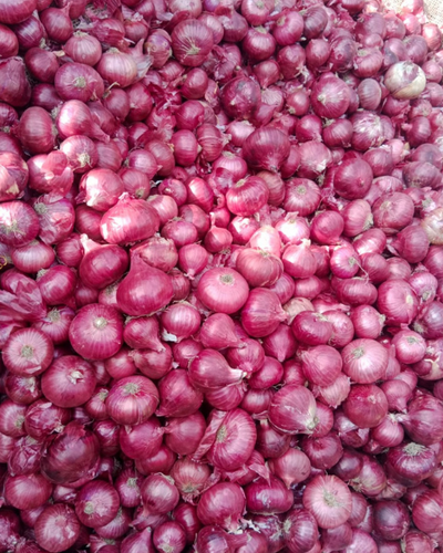 Sagar Kanishk Onion Seeds