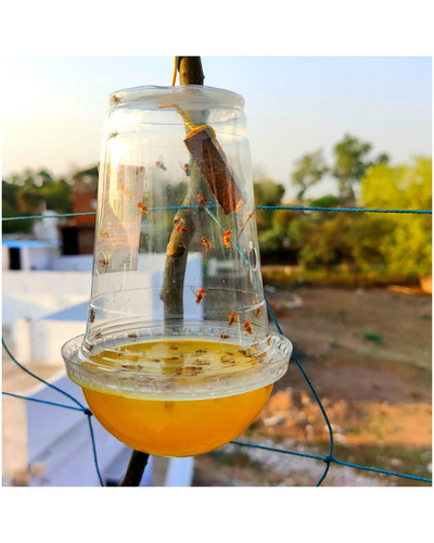 Tapas Fruit Fly Trap & Lure – Effective IPM Solution for Fruit Fly Control