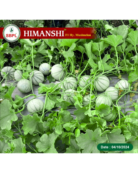 Sagar Himanshi F1 Muskmelon Seeds