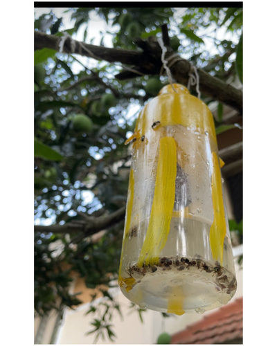 Tapas Fruit Fly Lure – Effective Pest Control in Mango, Guava & More