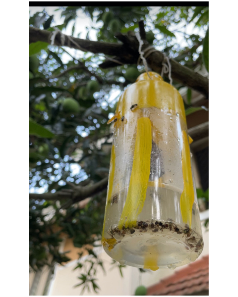 Tapas Fruit Fly Lure – Effective Pest Control in Mango, Guava & More