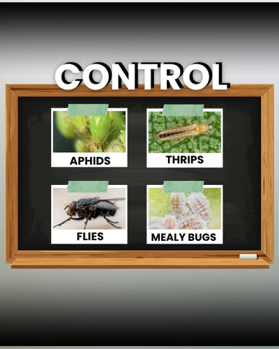 Katyayani Mal50 Insecticide