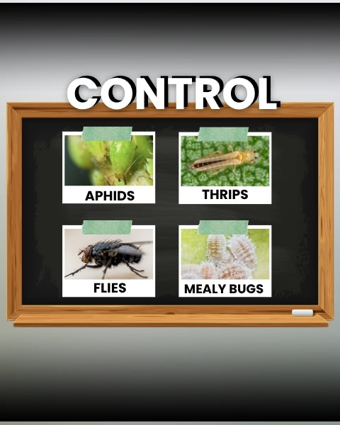 Katyayani Mal50 Insecticide
