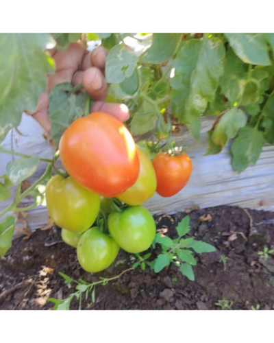 Sagar Sarthak F1 Tomato Seeds