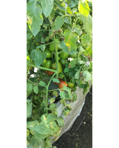 Sagar Shivam F1 Tomato Seeds